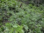 07_ganja-ladang
