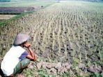 Ilustrasi-Sawah-Kekeringan