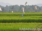 alihfungsisawah-300×199