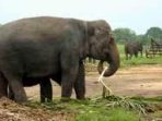 ngamuk-gajah