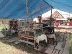 wpid-Penjual-Hewan-Kurban-di-Kelurahan-Rimba-Asam