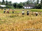 wpid-angin-puting-beliung-rusak-padi_.jpg