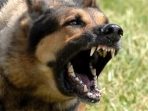 wpid-barking-dog.jpg320x480.jpg