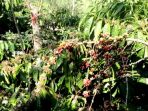 wpid-berwisata-ke-kampoeng-kopi-banaran-1-1