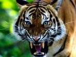 wpid-gambar-harimau-sumatera-1