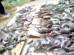wpid-hama-tikus-dari-salah-satu-hasil-grobyokan-Dinas-Tanaman-Pangan-dan-Holtikultura-Pemkab-Musirawas.-.jpg