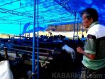 wpid-hewan-qurban-yang-siap-dijual_1_wm.jpg