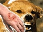 wpid-human_rabies-1