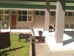 wpid-kambing-yang-leluasa-keluar-masuk-rs-bukit-asam.-1kbr_.jpg