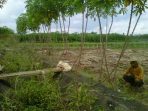 wpid-kondisi-sawah-di-desa-M-yang-kering-tidak-mendapatkan-air-walau-saluran-irigasi-sudah-di-rehab-hingga-habiskan-dana-50-Milyar.