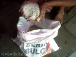wpid-lebih-cocok-untuk-pakan-ayam-ketibang-dikonsumsi-oleh-orang-miskin-yang-menjadi-tanggung-jawab-pemer.jpg