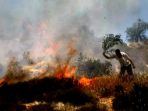 wpid-palestine-olive-trees-settlers-set-fire-_1409144304057