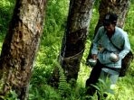 wpid-perkebunan-karet-1.jpg