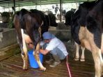 wpid-sapi-perah