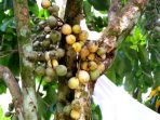 wpid-wpid-ahsanfile-buah-duku-belakang-rumah-jpg_1409674224951