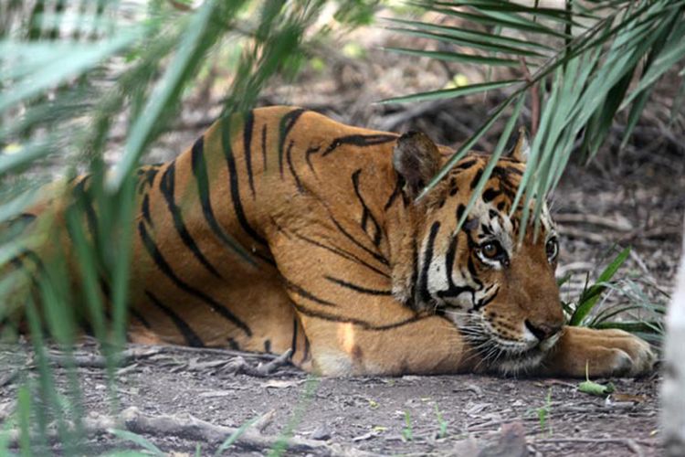 Harimau Sumatera Hewan Beradat 8 Kabarkite Com Media Online Kite