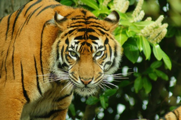 Harimau Sumatera Hewan Beradat 2 Kabarkite Com Media Online Kite